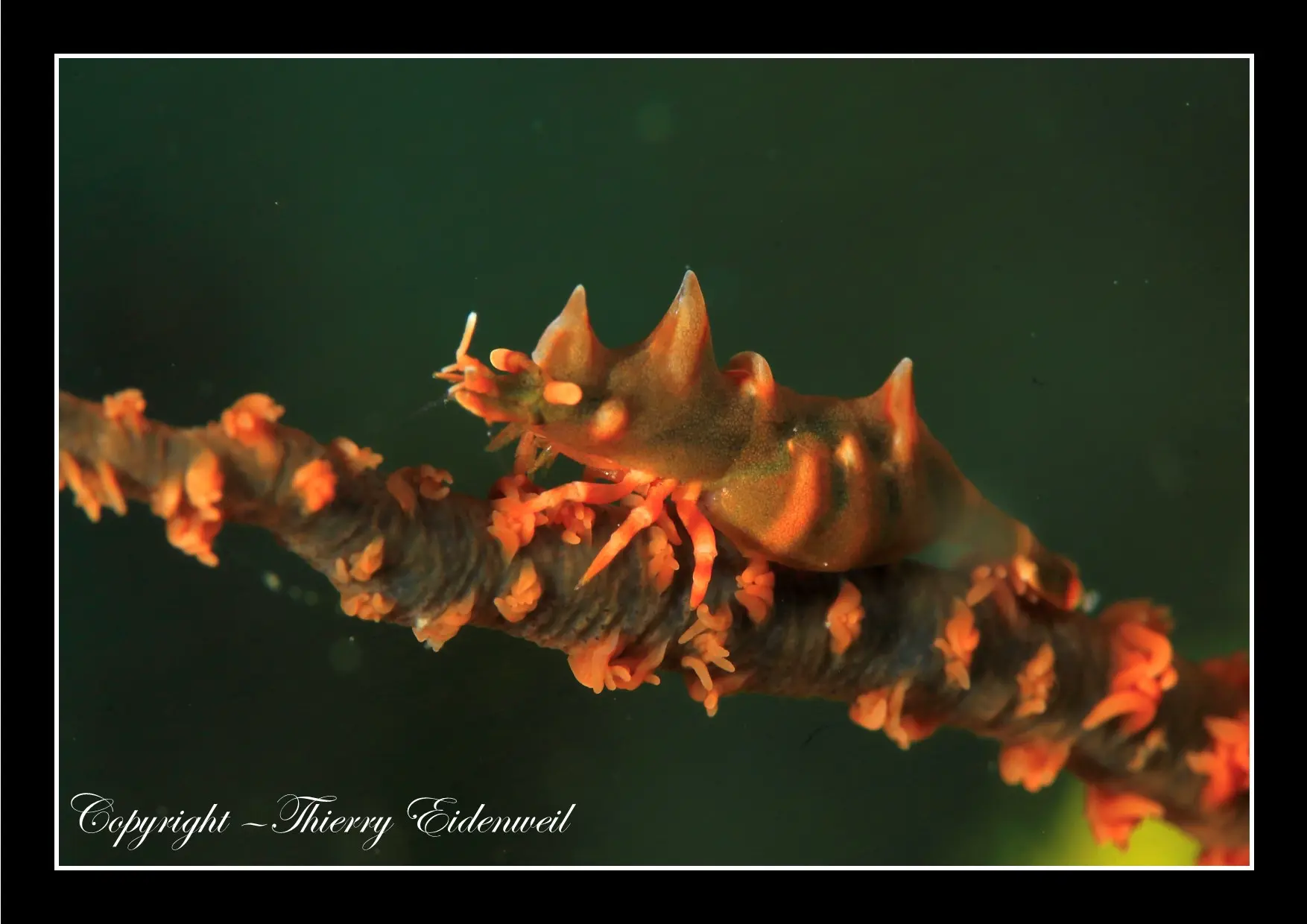 Anilao Macro Dive Media Highlight
